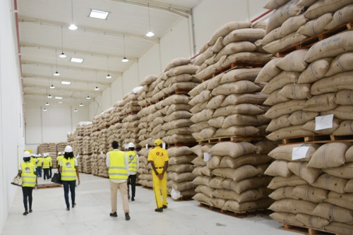 Exportations de cacao au Cameroun : 512 Mds FCFA de revenus en 2023 (+10%)
