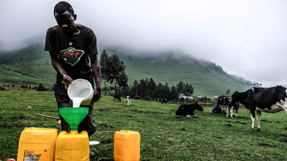 Lait : L'OMS alerte sur le danger de ne pas en boire assez en Europe
