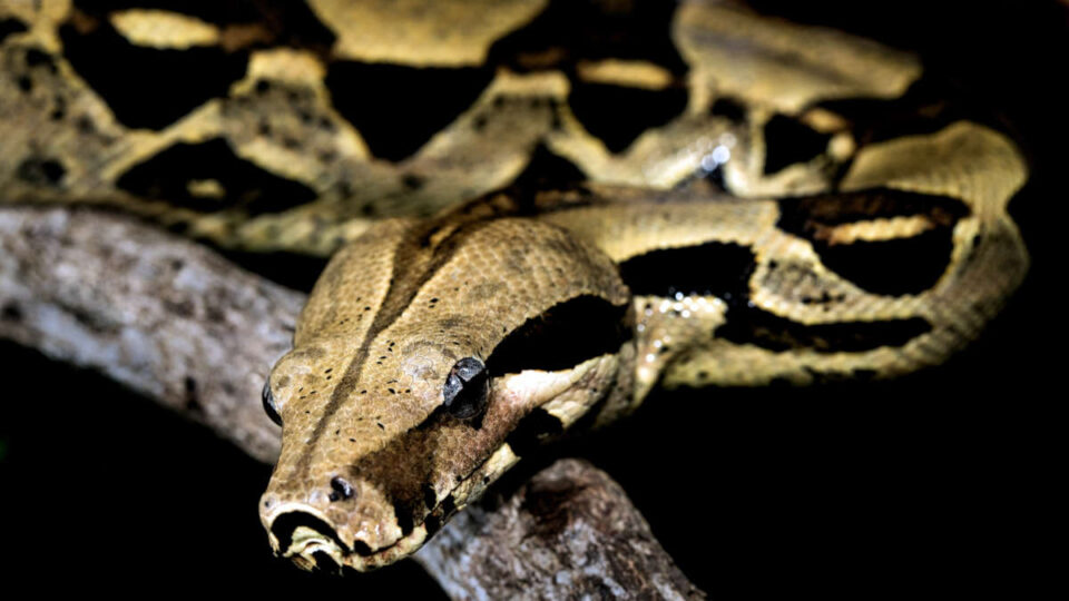 Un Américain pourrait permettre une protection universelle contre les morsures de serpents au Wisconsin